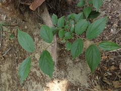 Celtis sinensis