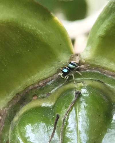 Banded Phintella