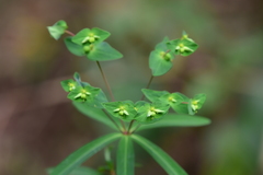 Euphorbia rothiana