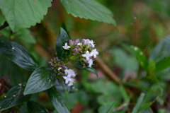 Hedyotis