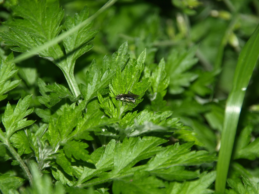 Pachyprotasis serii