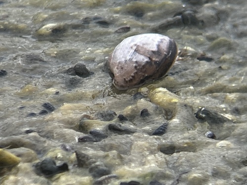 Bulla gouldiana