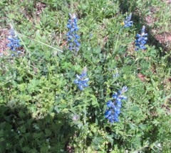 Lupinus subcarnosus