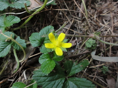 Potentilla indica