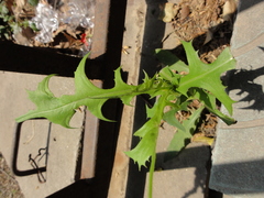 Lactuca indica