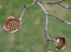 Cornus florida rubra