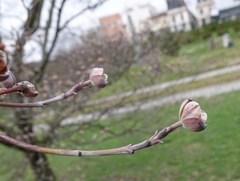 Cornus florida rubra