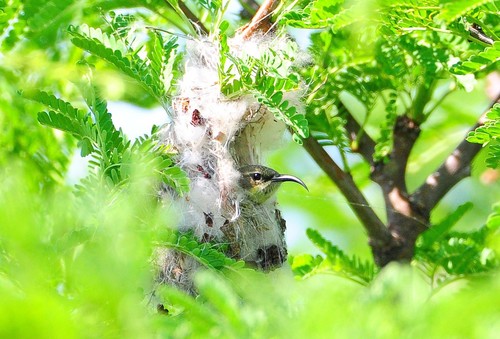 Marico Sunbird