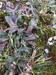 Myosotis ramosissima