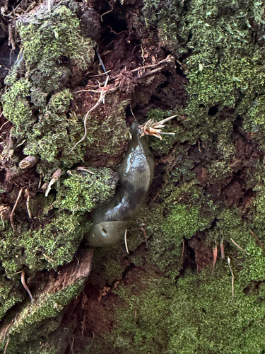 Ariolimax columbianus