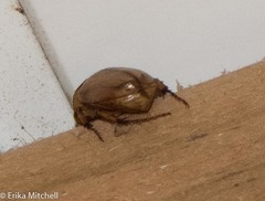 Cyclocephala annamariae