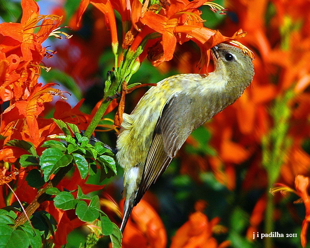 Marico Sunbird