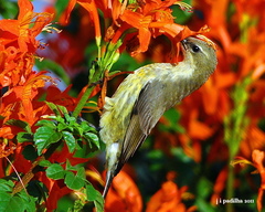 Marico Sunbird photo 1