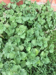 Marrubieae