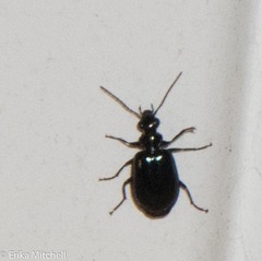 Lebia