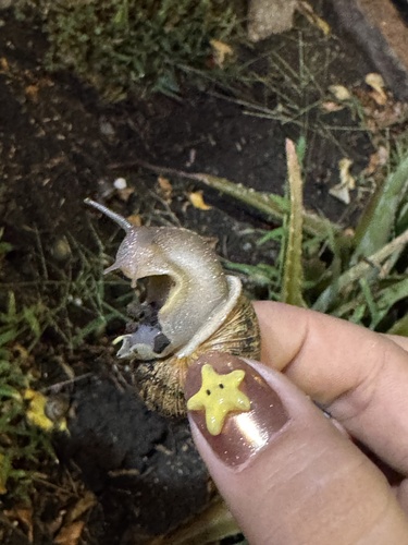 Cornu aspersum