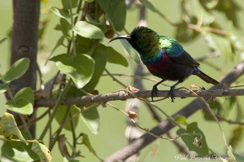 Marico Sunbird