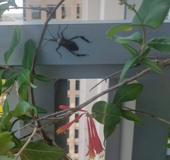 Acanthocephala declivis