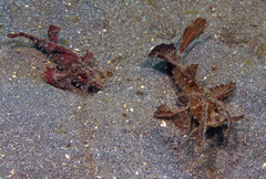 Pteroidichthys amboinensis