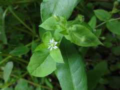 Stellaria aquatica