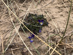 Viola tricolor curtisii