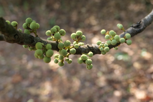 Macaranga peltata, photograph 3