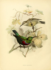Marico Sunbird photo 2