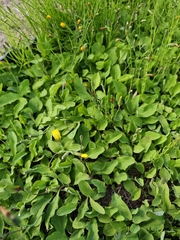 Ixeris japonica, photograph (c) WATANABE Hitoshi 渡辺仁, some rights reserved (CC BY)
