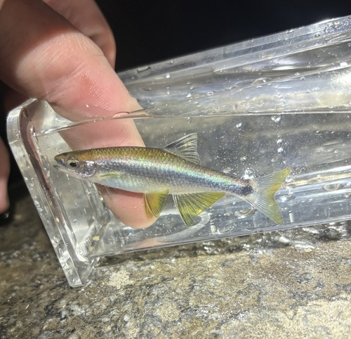 Sailfin shiner (Pteronotropis hypselopterus) — Cyprinidae — 4