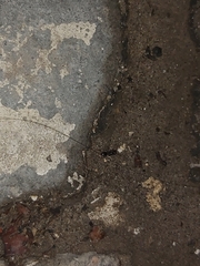 Brachyponera sennaarensis