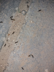 Brachyponera sennaarensis