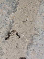 Brachyponera sennaarensis