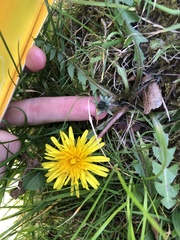 Taraxacum hamatum
