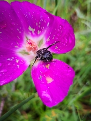 Trichiotinus texanus