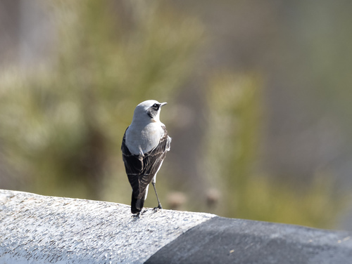 Northern Wheatear