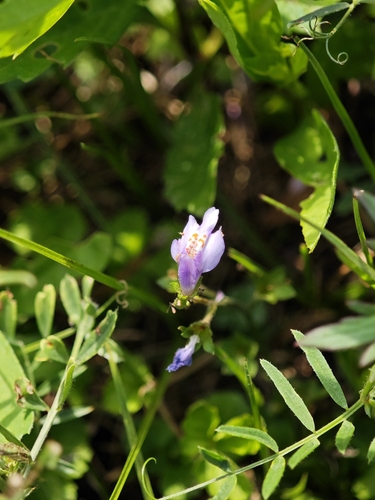 Mazus miquelii, photograph 5