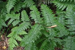Diplazium doederleinii
