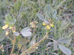 Trigonella glabra