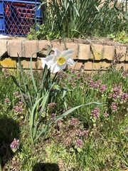 Narcissus poeticus
