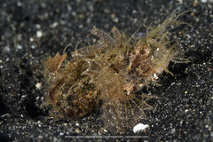 Pteroidichthys amboinensis