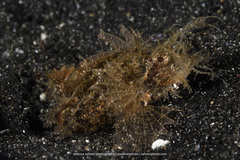 Pteroidichthys amboinensis