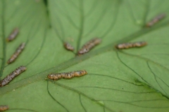 Diplazium doederleinii
