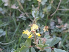 Trigonella glabra