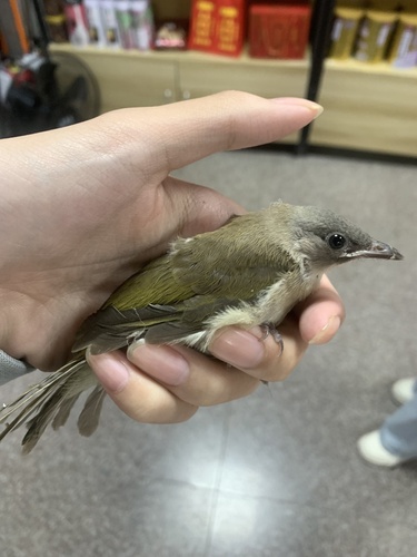 Light-vented Bulbul