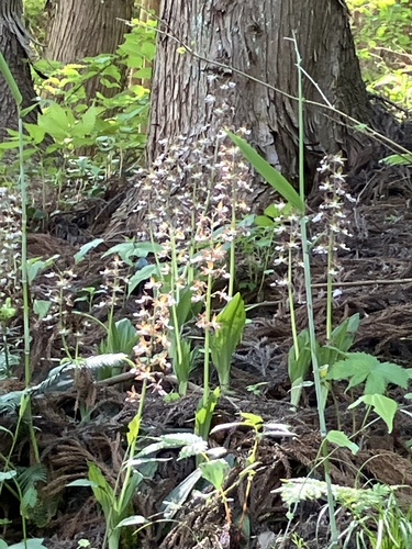 two-coloured calanthe