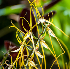 Brassia arcuigera, photograph author not stated, no rights reserved