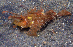 Pteroidichthys amboinensis