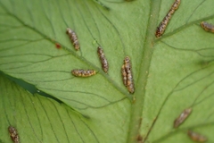 Diplazium doederleinii