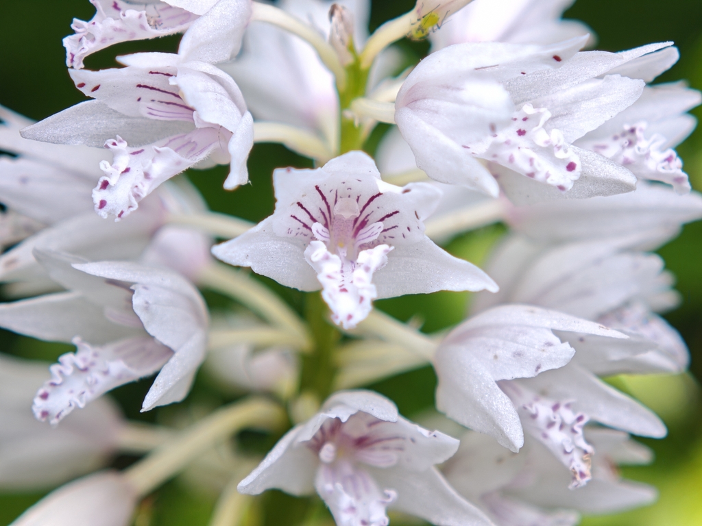 Oreorchis fargesii