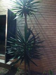 Yucca